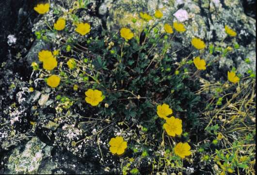 Image of Potentilla crantzii (Crantz) Beck