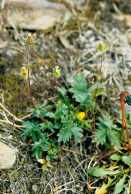 Image of Potentilla hyparctica Malte