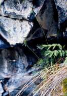 Image of Potentilla multifida L.