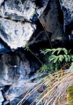 Image of Potentilla multifida L.