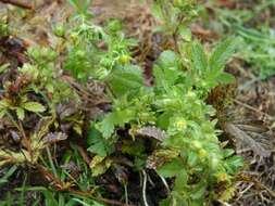 Image of Norwegian cinquefoil