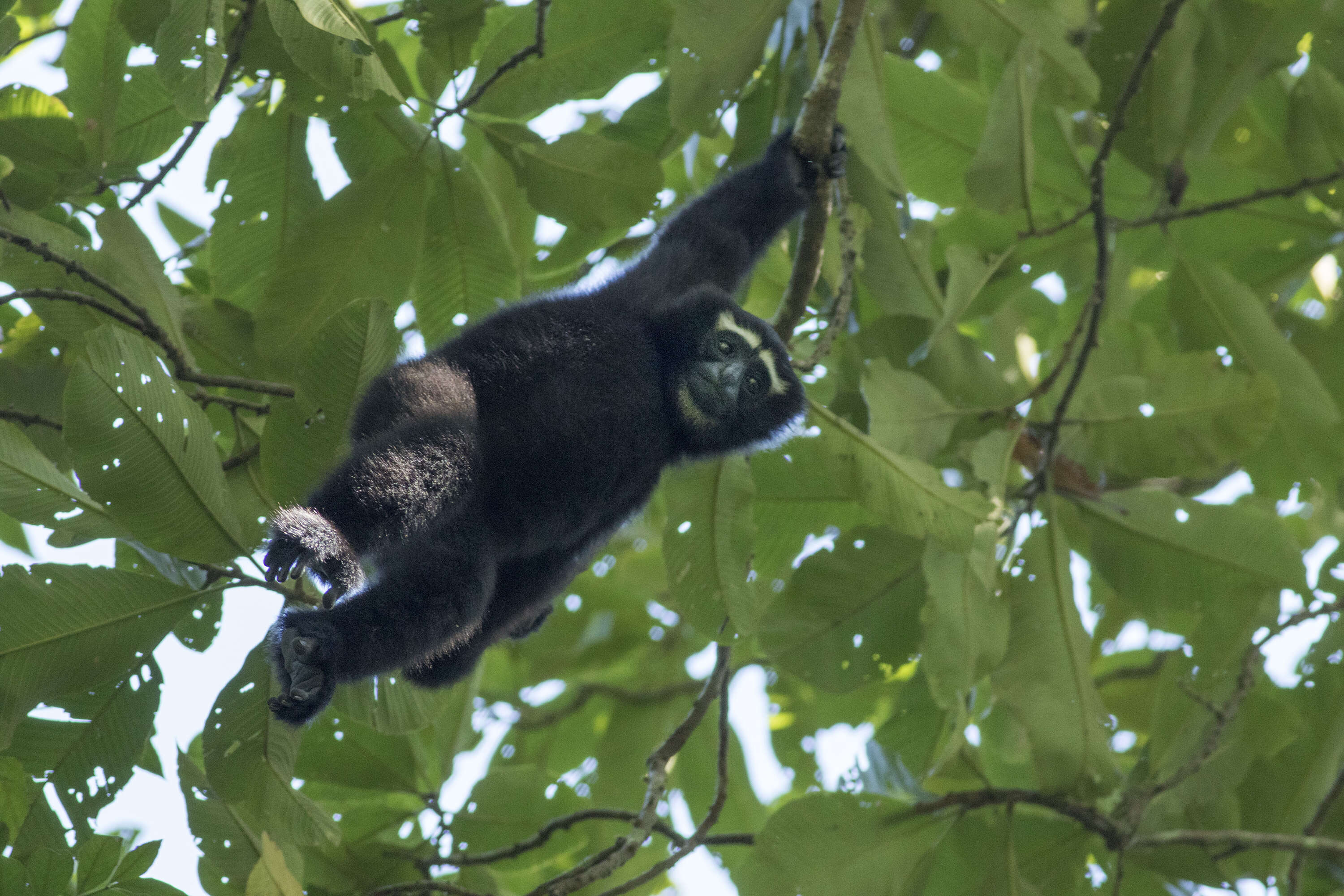 Image of Hoolock Gibbon