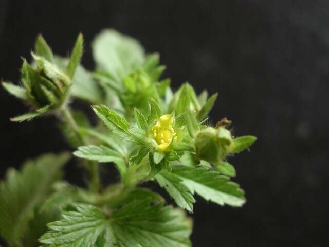 Image of Norwegian cinquefoil