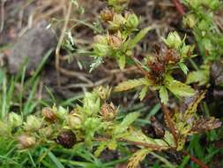 Image of Norwegian cinquefoil