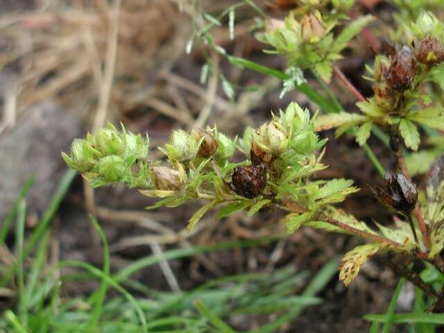 Image of Norwegian cinquefoil