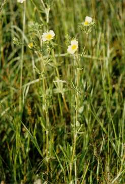 Image of cinquefoil