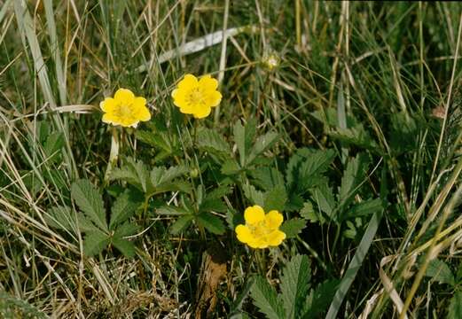 Image of cinquefoil