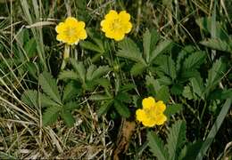 Image of cinquefoil