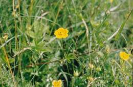 Image of cinquefoil