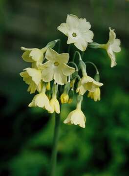 Image of Primula alpicola (W. W. Sm.) Stapf