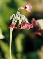 Image of Primula alpicola (W. W. Sm.) Stapf