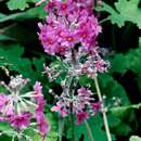 Image of Primula bulleyana subsp. beesiana (Forrest) A. J. Richards