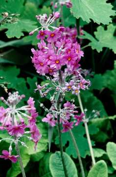 Слика од Primula bulleyana Forrest