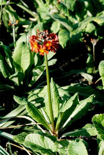 Image of <i>Primula bullesiana</i>