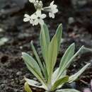 Primula chionantha I. B. Balf. & Forrest resmi