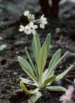 Primula chionantha I. B. Balf. & Forrest resmi