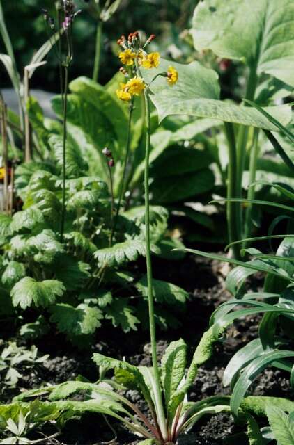 Image of Primula chungensis I. B. Balf. & Kingdon-Ward