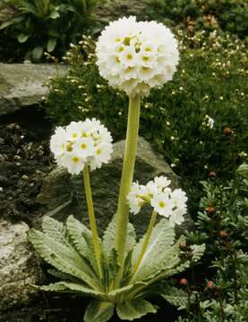 Image of cowslip