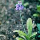 Primula flaccida N. P. Balakr. resmi