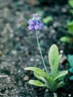 Image of Primula flaccida N. P. Balakr.