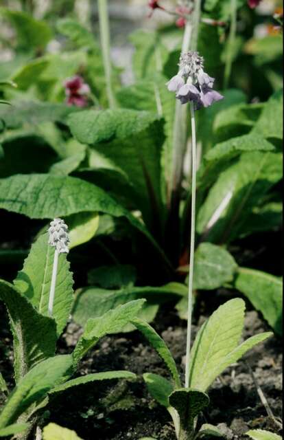 Image of Primula flaccida N. P. Balakr.