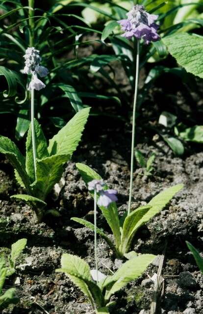 Image of Primula flaccida N. P. Balakr.