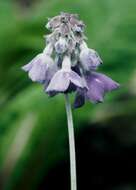 Image of Primula flaccida N. P. Balakr.