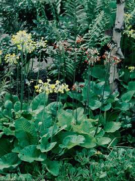 Image of Primula florindae Kingdon-Ward