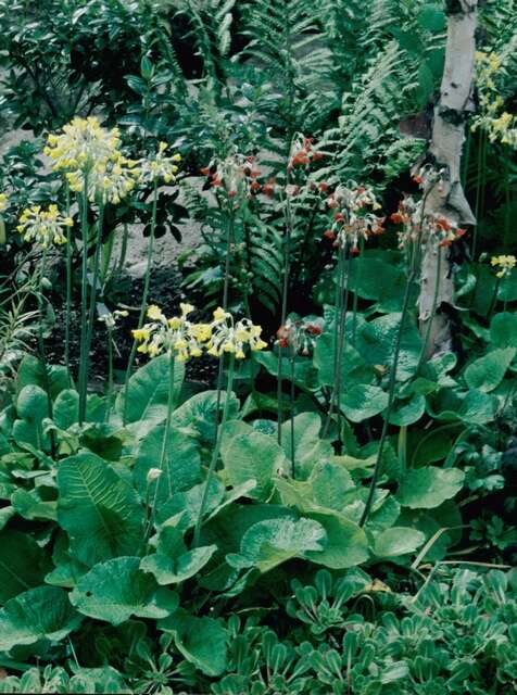 Image of Primula florindae Kingdon-Ward