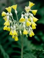 Image of Primula florindae Kingdon-Ward