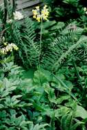 Image of Primula florindae Kingdon-Ward