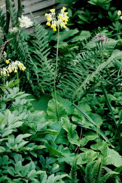 Image of Primula florindae Kingdon-Ward