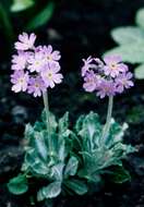 Image of Primula frondosa Janka