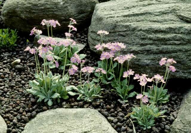 Image of Primula frondosa Janka