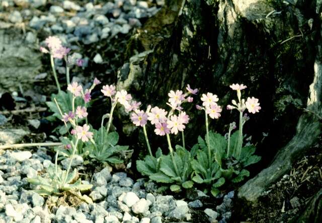 Image of Primula frondosa Janka