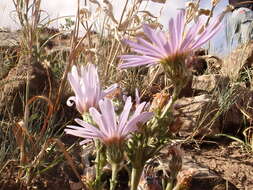 Image of western aster