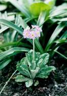 Image of Primula frondosa Janka