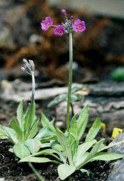 Image of Primula halleri J. F. Gmelin