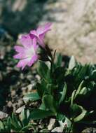 Image of Primula integrifolia L.