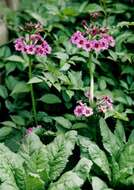 Primula japonica A. Gray resmi