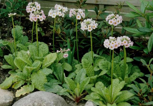 Primula japonica A. Gray resmi