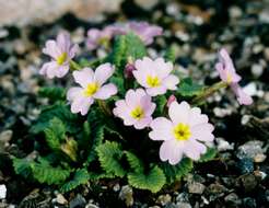 Image of Primula juliae Kusnez.