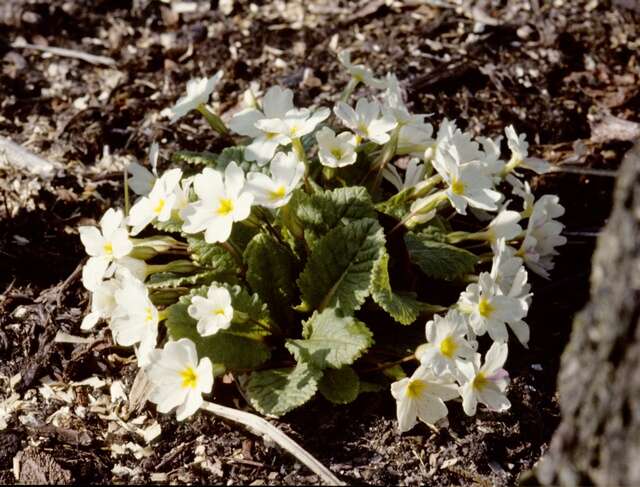 Image of Primula juliae Kusnez.