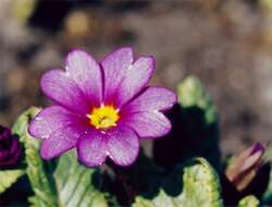 Image of Primula juliae Kusnez.