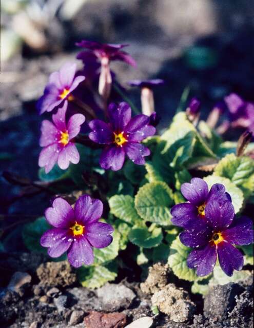 Image of Primula juliae Kusnez.