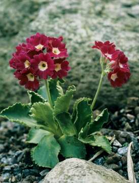 Primula latifolia Lapeyr. resmi