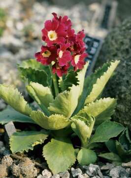 Primula latifolia Lapeyr. resmi