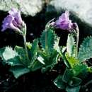 Image of Primula marginata Curtis