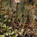 Image of Primula finmarchica Wulfen