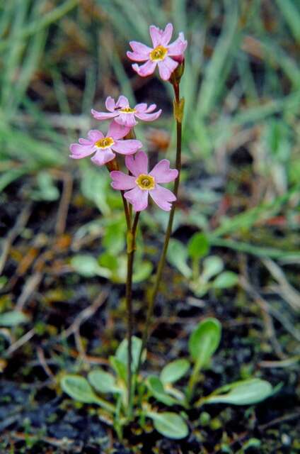 Image of Primula finmarchica Wulfen